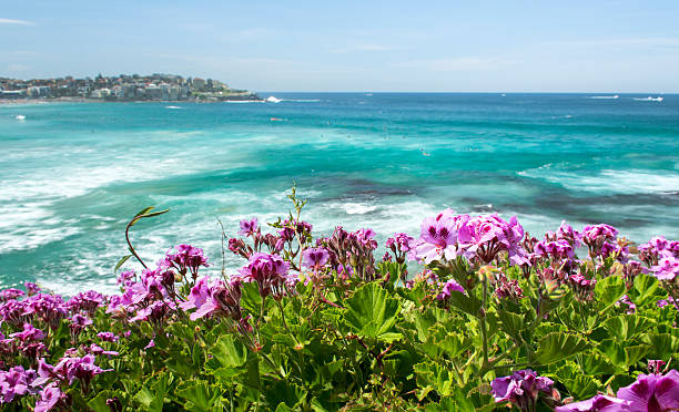 Flowers of Bondi Beach Flowers of Bondi Beach, Sydney Australia australian wildflower stock pictures, royalty-free photos & images