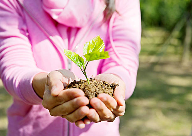 istock Woman hands holding a small plant 586161240