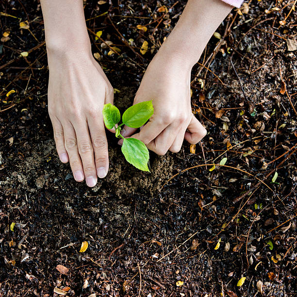 istock Female hands planting a new tree 586161632