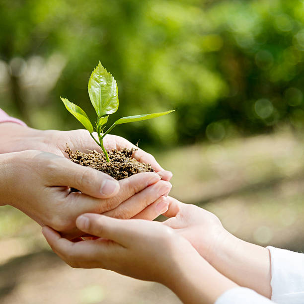 istock Mother and son hands holding new plant 586161810