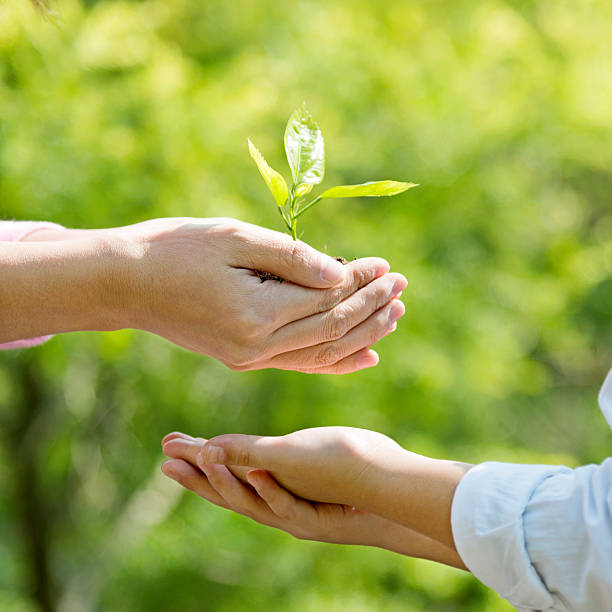 istock Mother and son hands holding new plant 586161984