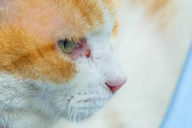 istock Close Up Portrait cat 586162050
