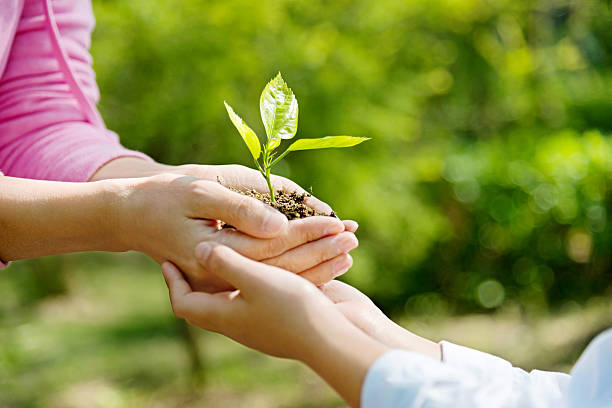 istock Mother and son hands holding new plant 586162090