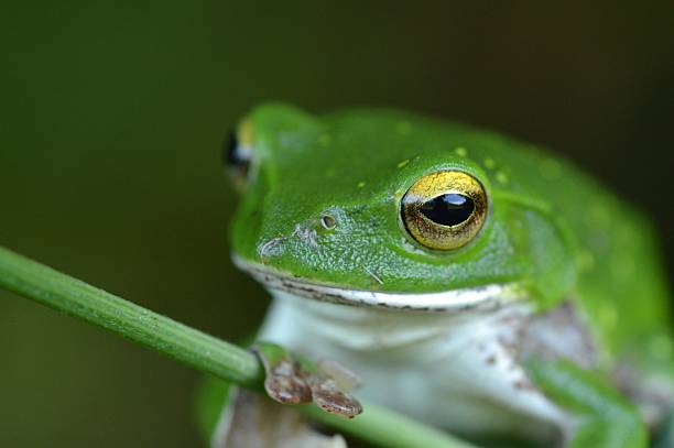 istock Rhacophorus schlegelii 586162230