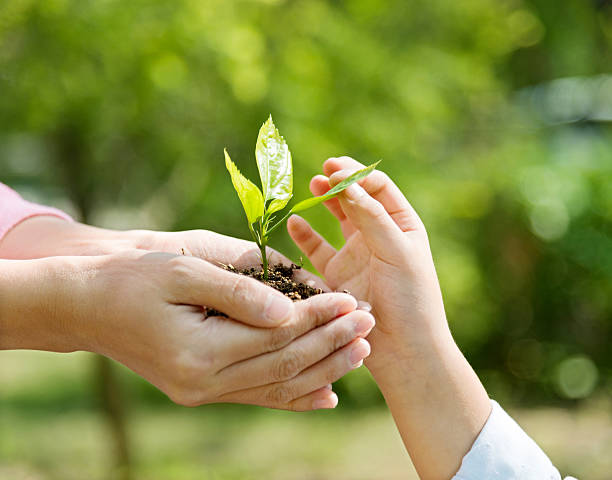 istock Mother and son hands holding new plant 586162236