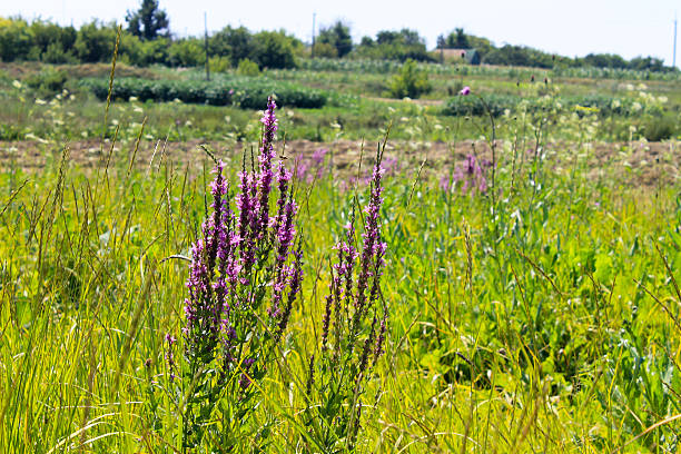 istock Purple Loosestrife (Lythrum Salicaria) 586162742