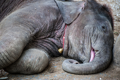 Baby elephant takes a sleep