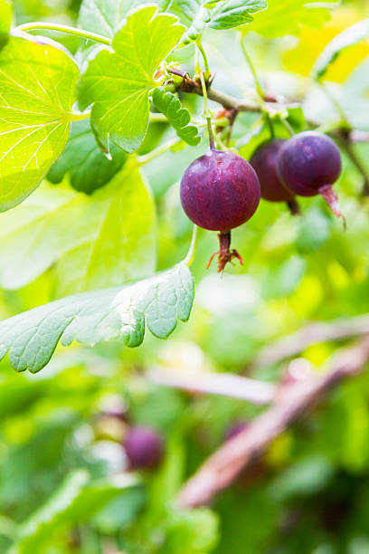 istock Red gooseberry grows on a Bush 586164558