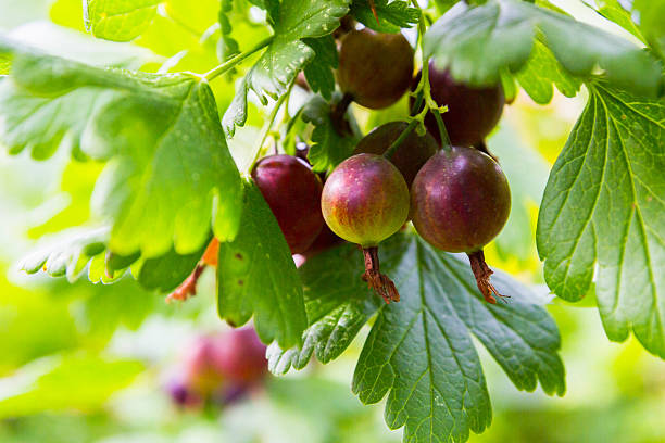 istock Red gooseberry grows on a Bush 586164578