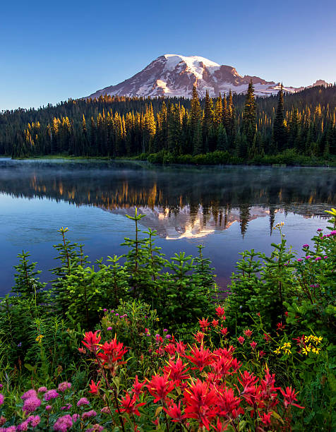 Mt Rainier Reflected in Reflection Lake. Reflection lake with Mt Rainier on the background is one of the most beautiful places in Mt Rainier National Park. mt rainier national park stock pictures, royalty-free photos & images