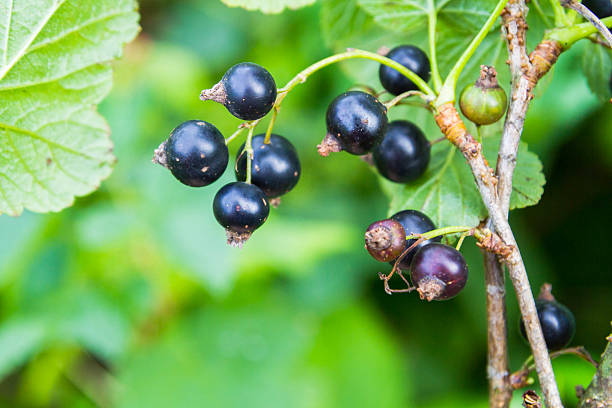 istock Black currant growing on a green Bush 586164970