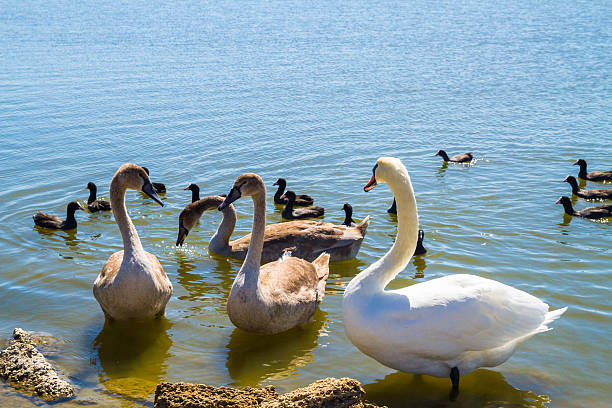istock White swans and other birds on the pond 586165390
