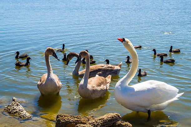 istock White swans and other birds on the pond 586165400