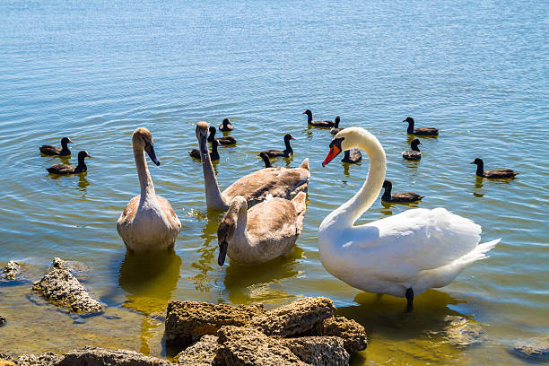 istock White swans and other birds on the pond 586165408