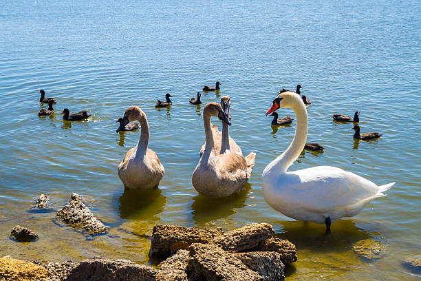 istock White swans and other birds on the pond 586165420