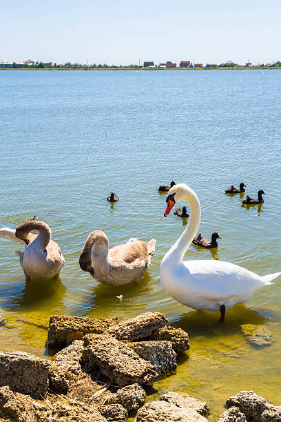 istock White swans and other birds on the pond 586165430