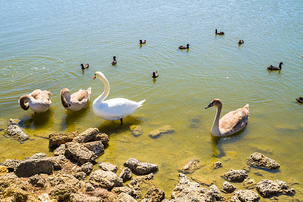 istock White swans and other birds on the pond 586165446