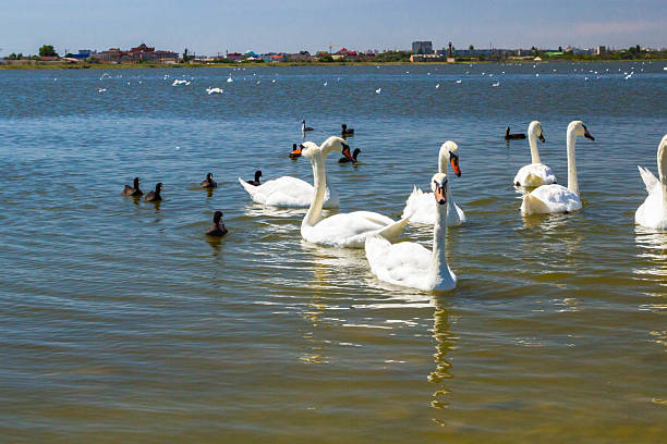 istock White swans and other birds on the pond 586165568