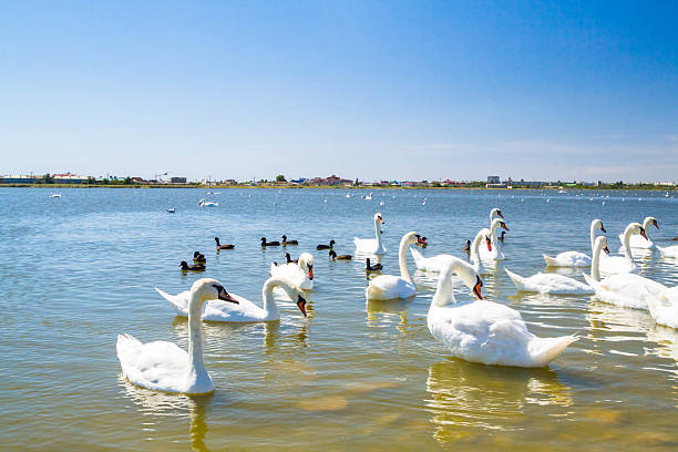 istock White swans and other birds on the pond 586165678