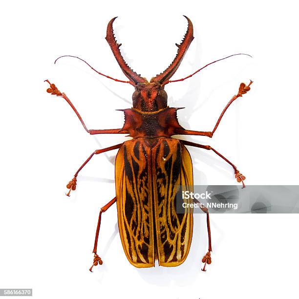 Preserved Longhorn Beetle Macrodontia Cervicornis Stock Photo - Download Image Now - Insect, Taxidermy, Beetle