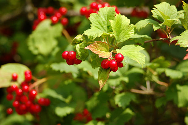 istock red viburnum berry 586166456