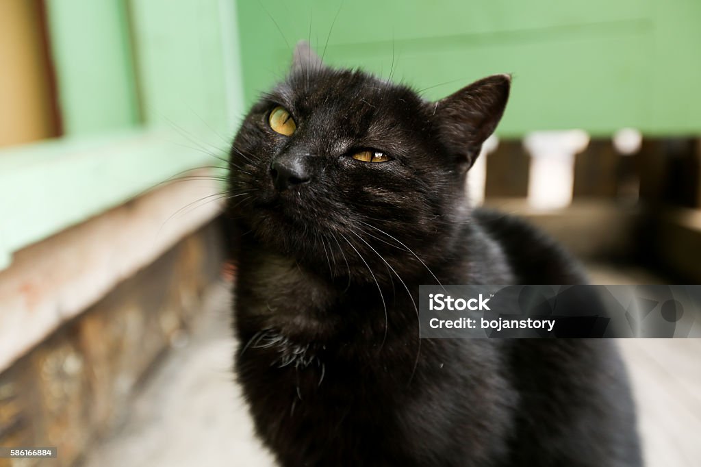 black cat on a  wooden teracce Animal Stock Photo