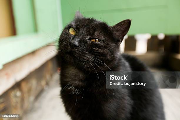 Black Cat On A Wooden Teracce Stock Photo - Download Image Now - Animal, Animal Body, Animal Body Part