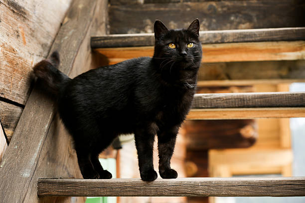 Black Cat On The Wooden Stairs stock photo
