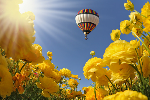 Picturesque field of beautiful yellow buttercups ranunculus. The spring sun shines flying multicolored balloon