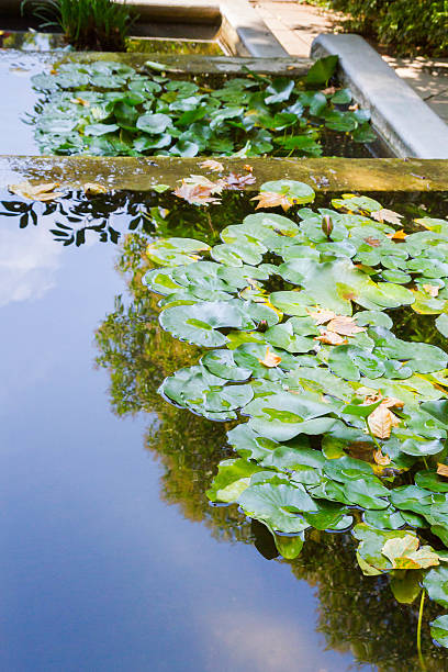 istock Pink water lilies in a pond 586167502