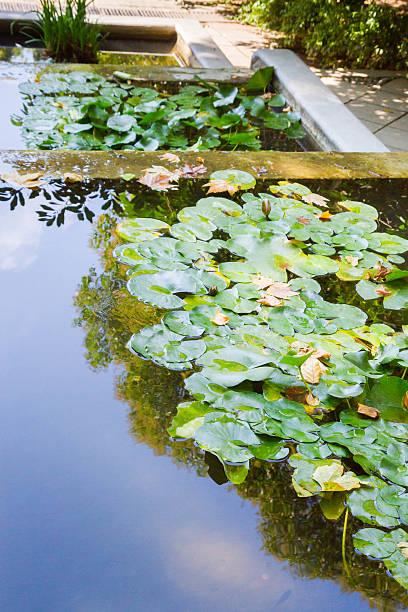 istock Pink water lilies in a pond 586167520