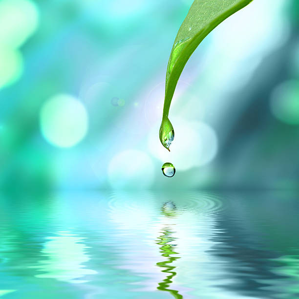 istock green leaf with water drop  on blue sunny background 586167556
