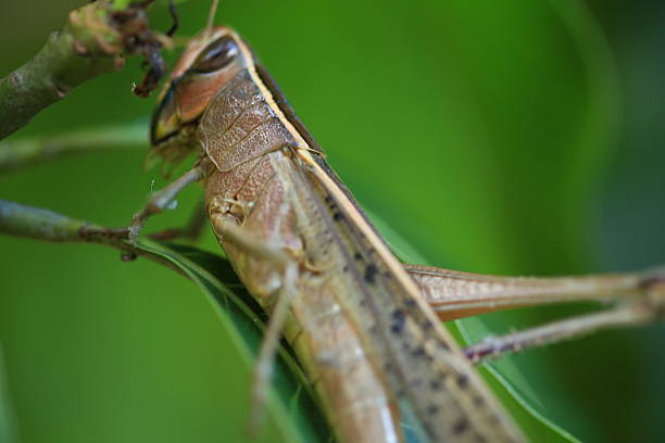 sauterelle  - locust invasion photos et images de collection