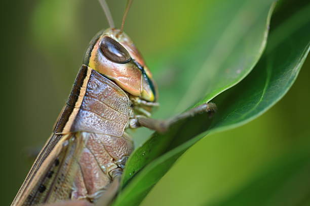 sauterelle  - locust invasion photos et images de collection