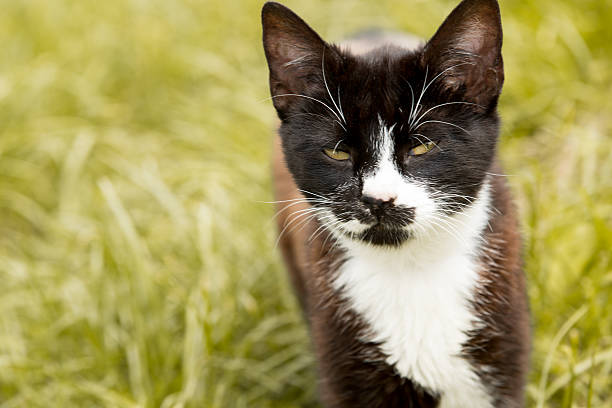 istock Cute Black And White Colored  Cat On a Green Field 586170196