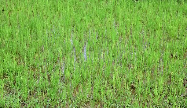 istock Lush Green Rice Paddy farm 586170474
