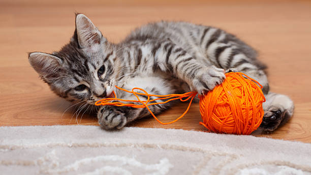 игрушки для кота своими руками фото: 21 тыс изображений найдено в. Gatos engraça