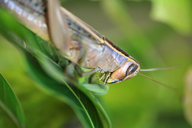 sauterelle - locust invasion photos et images de collection