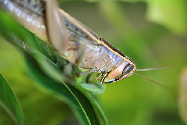 sauterelle  - locust invasion photos et images de collection