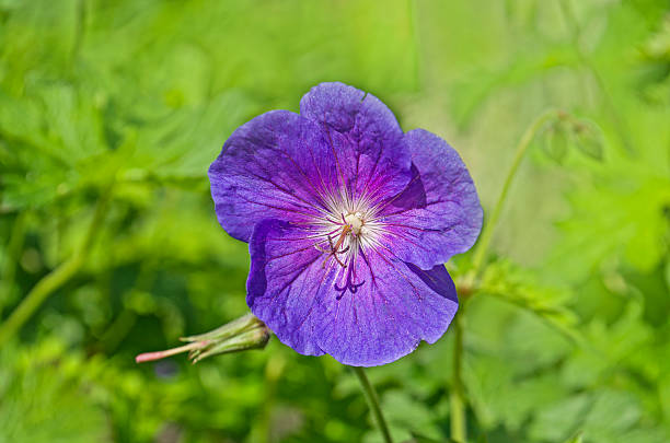 geranium  johnsons  blue - geranium pratense imagens e fotografias de stock