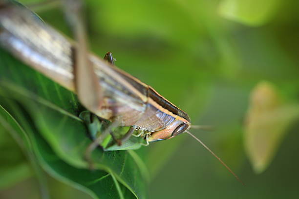 sauterelle  - locust invasion photos et images de collection