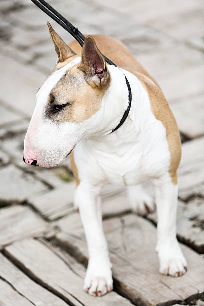 istock Young Bull Terrier Walks Outdoors 586173298