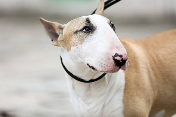 istock Young Bull Terrier Walks Outdoors 586173420