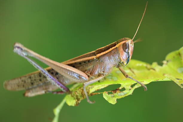 sauterelle  - locust invasion photos et images de collection