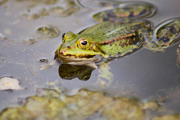 istock Little frog sitting on a lily pad in a pond 586173544