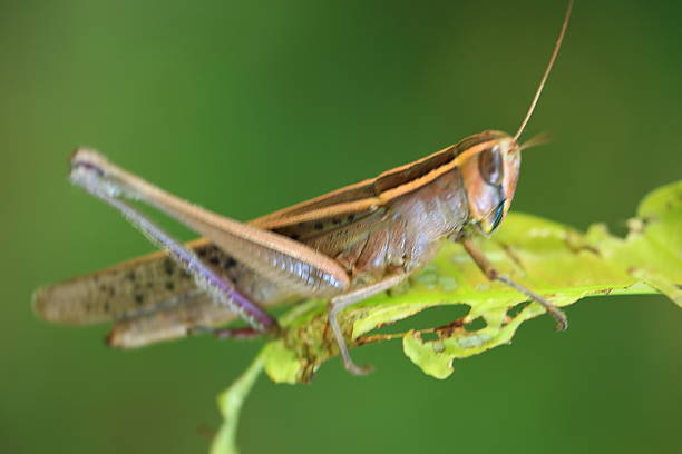 sauterelle - locust invasion photos et images de collection