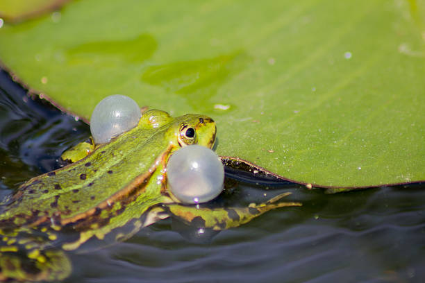 istock Little frog sitting on a lily pad in a pond 586173802