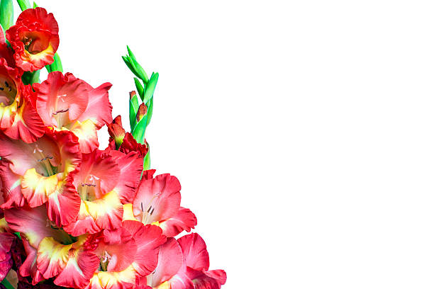 istock Beautiful gladiolus flowers on a white background. isolated 586174060