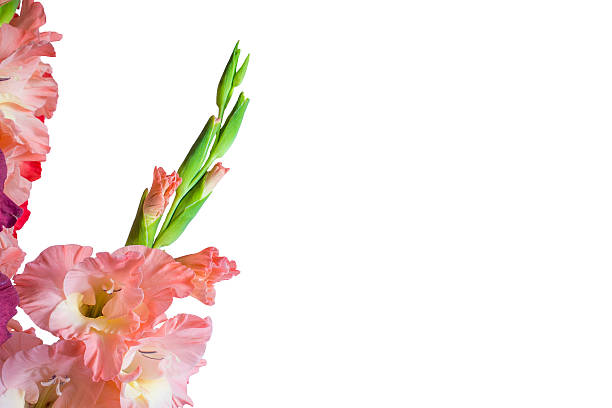 istock Beautiful gladiolus flowers on a white background. isolated 586174086