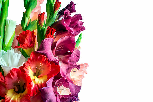 istock Beautiful gladiolus flowers on a white background. isolated 586174298